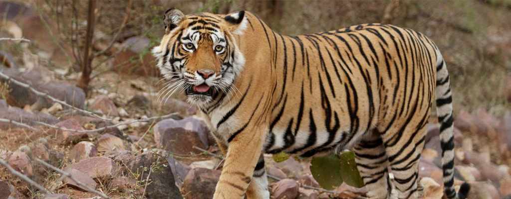 jaipur-ranthambore-same-day-tour-package