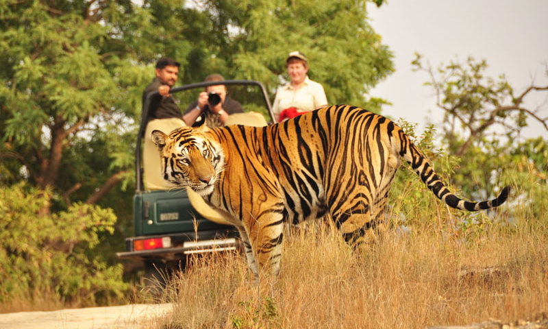 ranthambore