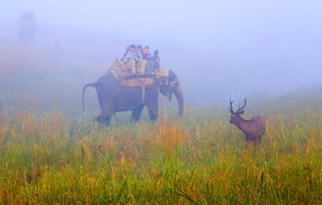 kaziranga